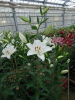 [5343 Snow Patrol 18 ST No01.JPG]